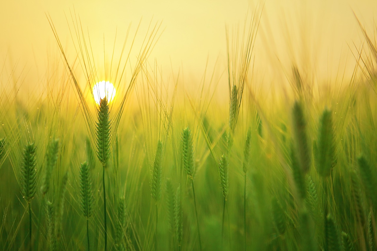 Partecipanti alla Fiera Agricola e Artigiana 2024