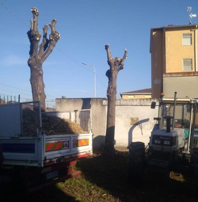 Verde pubblico: in corso ingente intervento di potatura e manutenzione del patrimonio arboreo comunale