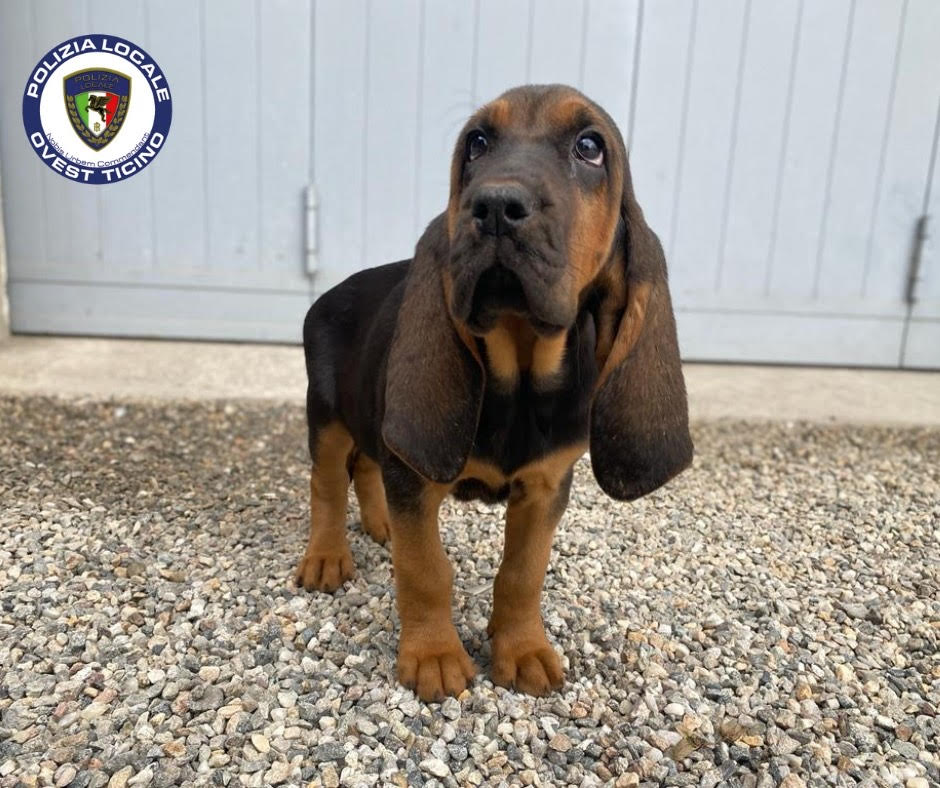 Gruppo cinofilo della polizia locale: e’ entrata in servizio dikra, cane molecolare per la ricerca delle persone scomparse