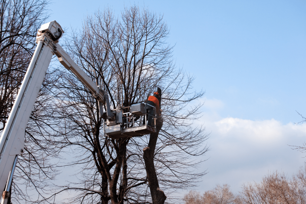 Patrimonio arboreo comunale: programmati numerosi interventi