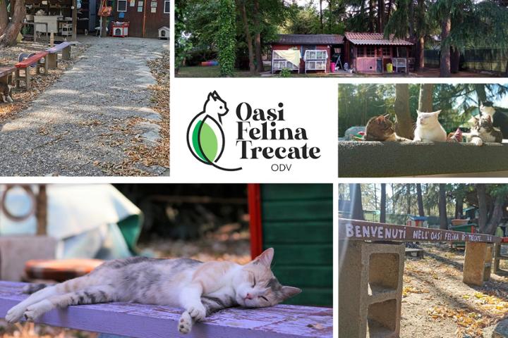 Dalla Regione alla Città di Trecate un contributo per il benessere della popolazione felina